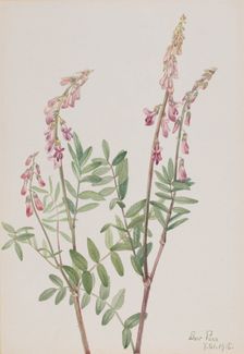 Pink Hedysarum (Hedysarum americanum), 1918. Creator: Mary Vaux Walcott