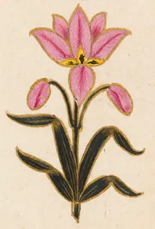 Pink lily motif, Folio from the Small Clive Album, Dated 1674-1675. Creator: Unknown