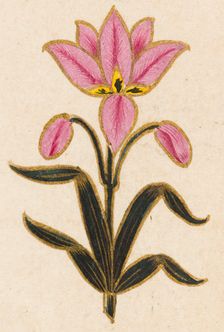Pink lily motif, Folio from the Small Clive Album, Dated 1674-1675. Creator: Unknown