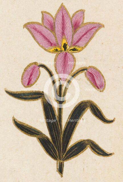 Pink lily motif, Folio from the Small Clive Album, Dated 1674-1675. Creator: Unknown.