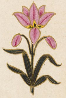 Pink lily motif, Folio from the Small Clive Album, Dated 1674-1675. Creator: Unknown
