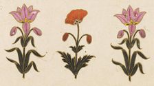 Pink lilies and red poppy motif, Folio from the Small Clive Album, Dated 1674-1675. Creator: Unknown