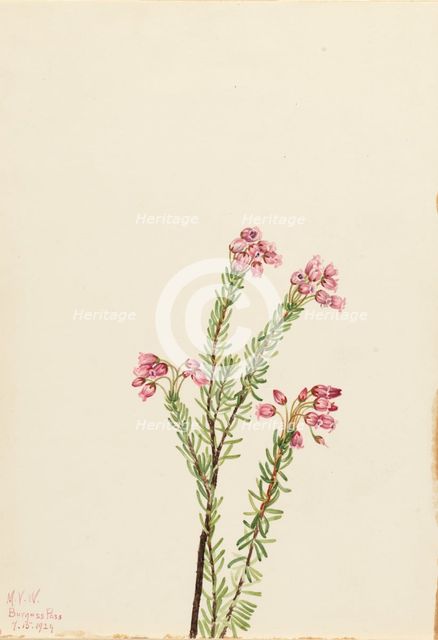 Pink Mountain Heather (Phyllodoce empetriformis), 1924. Creator: Mary Vaux Walcott.
