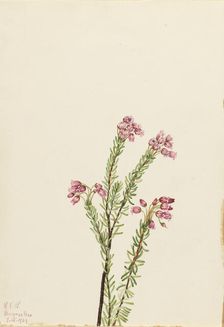 Pink Mountain Heather (Phyllodoce empetriformis), 1924. Creator: Mary Vaux Walcott