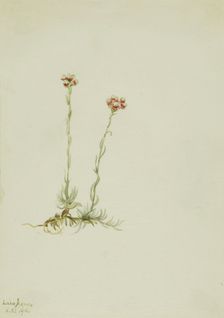 Pink Pussytoes (Antennaria rosea), 1916. Creator: Mary Vaux Walcott