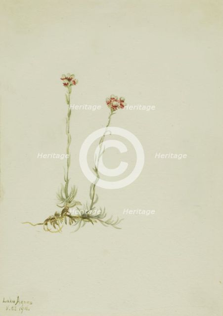 Pink Pussytoes (Antennaria rosea), 1916. Creator: Mary Vaux Walcott.