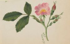 Pink Rose, 1875. Creator: Mary Vaux Walcott