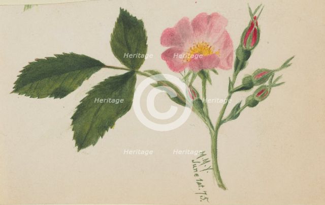 Pink Rose, 1875. Creator: Mary Vaux Walcott.