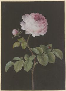 Pink rose (Rosa) with a brown beetle, c1730-1783. Creator: Barbara Regina Dietzsch