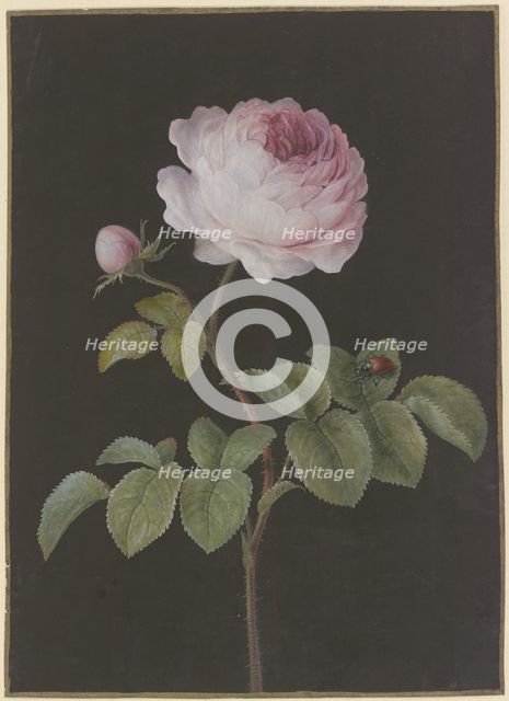 Pink rose (Rosa) with a brown beetle, c1730-1783. Creator: Barbara Regina Dietzsch.