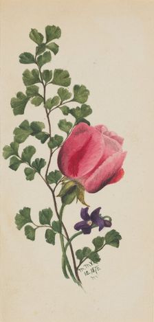 Pink Rose with Violet, 1876. Creator: Mary Vaux Walcott