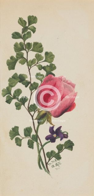 Pink Rose with Violet, 1876. Creator: Mary Vaux Walcott.
