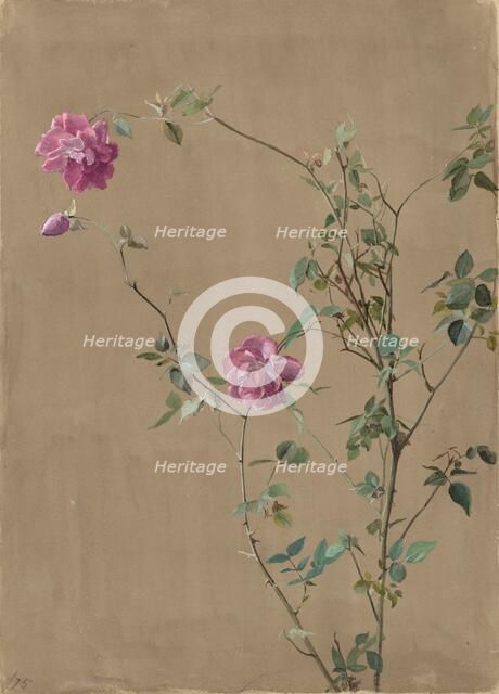 Pink Roses, 1875. Creator: Fidelia Bridges.