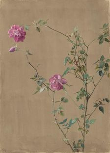 Pink Roses, 1875. Creator: Fidelia Bridges