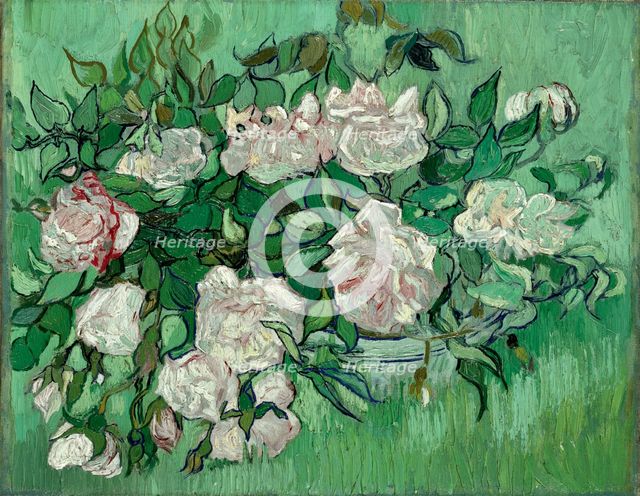 Pink Roses.