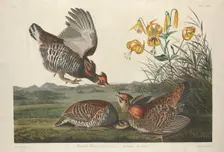 Pinnated Grous, 1834. Creator: Robert Havell