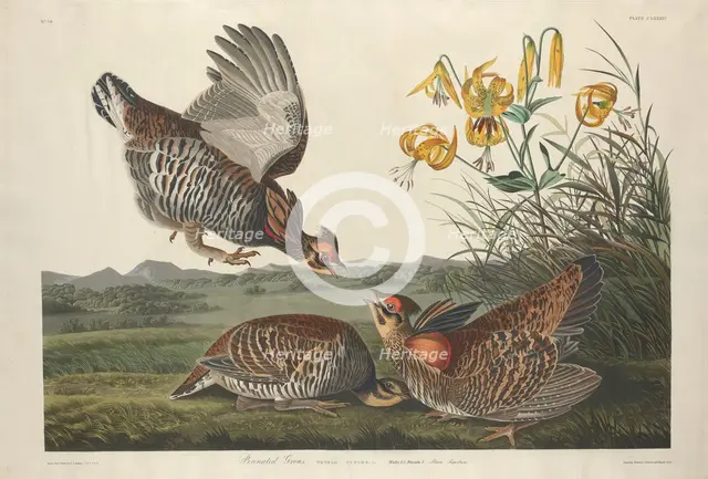 Pinnated Grous, 1834. Creator: Robert Havell.