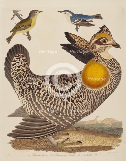Pinnated Grous, Blue-green Warbler, and Nashville Warbler, published 1808-1814. Creator: Alexander Lawson.