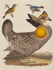 Pinnated Grous, Blue-green Warbler, and Nashville Warbler, published 1808-1814. Creator: Alexander Lawson