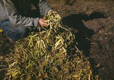 Pinto beans, main crop at Pie Town, New Mexico, 1940. Creator: Russell Lee