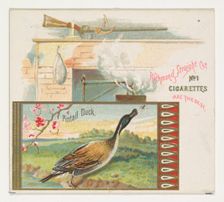 Pintail Duck, from the Game Birds series (N40) for Allen & Ginter Cigarettes, 1888-90. Creator: Allen & Ginter