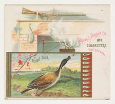 Pintail Duck, from the Game Birds series (N40) for Allen & Ginter Cigarettes, 1888-90. Creator: Allen & Ginter