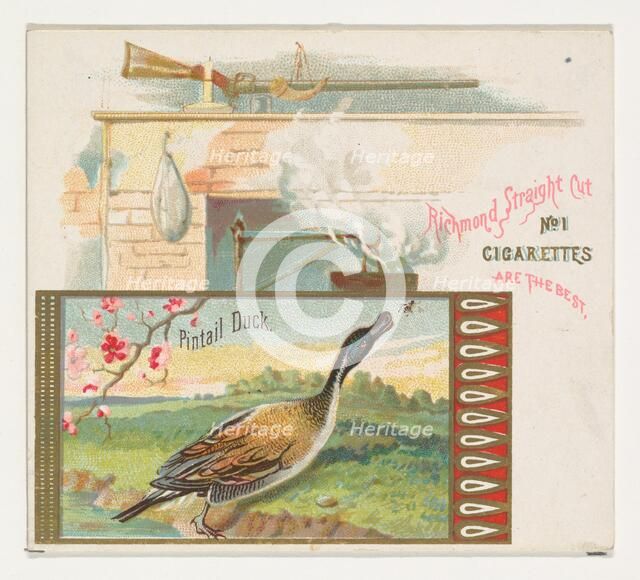 Pintail Duck, from the Game Birds series (N40) for Allen & Ginter Cigarettes, 1888-90. Creator: Allen & Ginter.