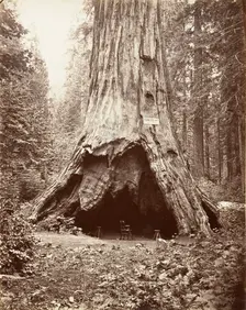 Pioneer's Cabin, 1865-66, printed ca. 1876. Creator: Carleton Emmons Watkins