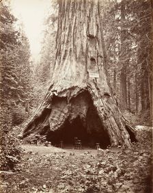 Pioneer's Cabin, 1865-66, printed ca. 1876. Creator: Carleton Emmons Watkins
