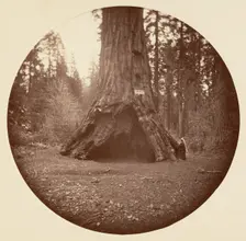 Pioneers Cabin - Calaveras Grove, ca. 1878. Creator: Carleton Emmons Watkins