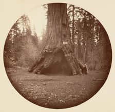 Pioneers Cabin - Calaveras Grove, ca. 1878. Creator: Carleton Emmons Watkins