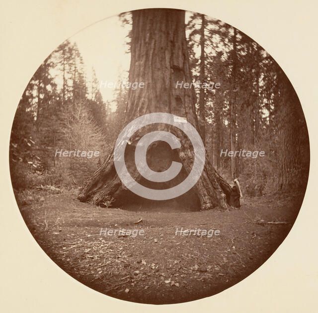 Pioneers Cabin - Calaveras Grove, ca. 1878. Creator: Carleton Emmons Watkins.