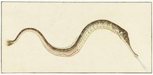Pipefish (Syngnatus Acus), 1664-1693. Creator: Pieter Withoos