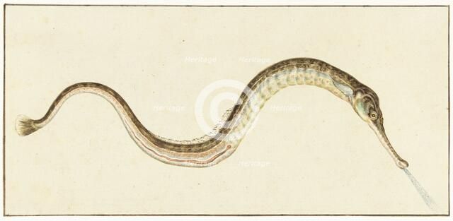 Pipefish (Syngnatus Acus), 1664-1693. Creator: Pieter Withoos.
