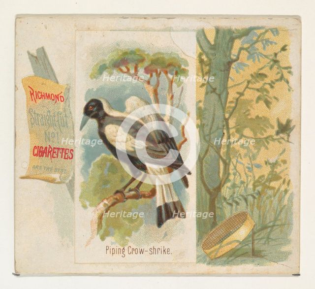 Piping Crow-shrike, from the Song Birds of the World series (N42) for Allen & Ginter Cigar..., 1890. Creator: Allen & Ginter.