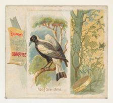 Piping Crow-shrike, from the Song Birds of the World series (N42) for Allen & Ginter Cigar..., 1890. Creator: Allen & Ginter