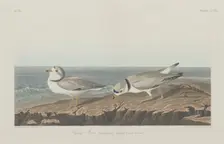 Piping Plover, 1834. Creator: Robert Havell