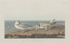 Piping Plover, 1834. Creator: Robert Havell