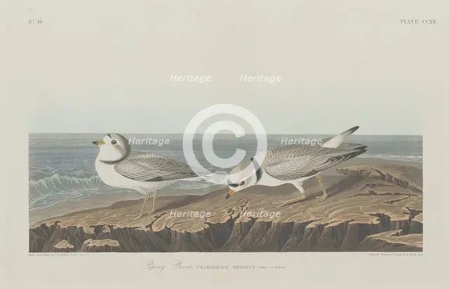 Piping Plover, 1834. Creator: Robert Havell.