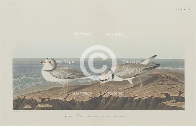 Piping Plover, 1834. Creator: Robert Havell.