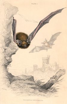 Pipistrelle bat (Pipistrellus pipistrellus), 1828. Creator: Unknown