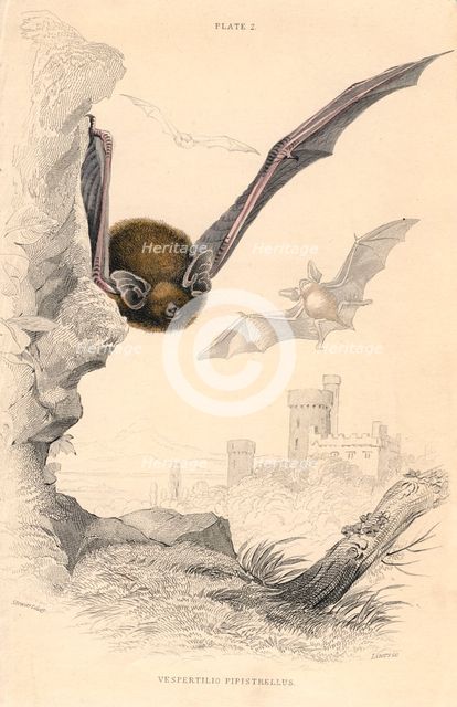 Pipistrelle bat (Pipistrellus pipistrellus), 1828. Creator: Unknown.