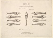 Pisces: Hogarth's Quadrille Fish, ca. 1730. Creator: Unknown