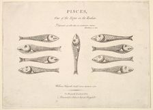 Pisces: Hogarth's Quadrille Fish, ca. 1730. Creator: Unknown