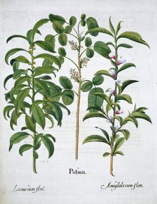 Pistachio Nut, Bay Tree (Laurus Nobilis) and Almond, 1613. Creator: Unknown
