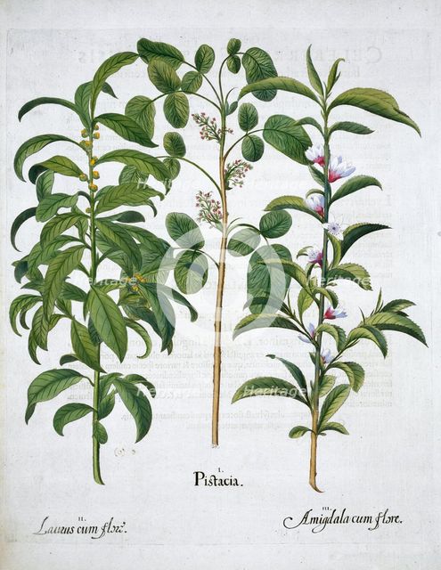 Pistachio Nut, Bay Tree (Laurus Nobilis) and Almond, 1613. Creator: Unknown.
