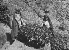 Pluckers on Tea Estate, Ceylon c1890, (1910). Artist: Alfred William Amandus Plate