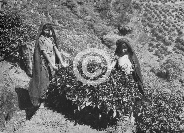 'Pluckers on Tea Estate, Ceylon', c1890, (1910). Artist: Alfred William Amandus Plate.