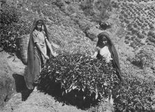 Pluckers on Tea Estate, Ceylon c1890, (1910). Artist: Alfred William Amandus Plate