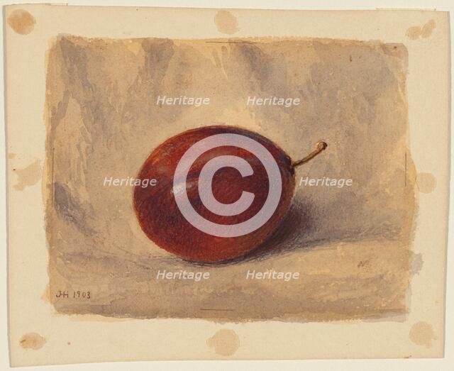 Plum, 1903. Creator: John Henry Hill.